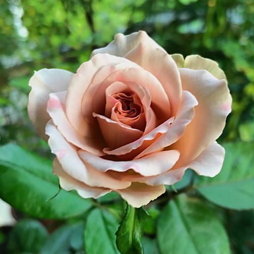 Rosa  Caffe Latte™ - žlutá - hnědá - Stromkové růže, květy kvetou ve skupinkách - stromková růže s keřovitým tvarem koruny